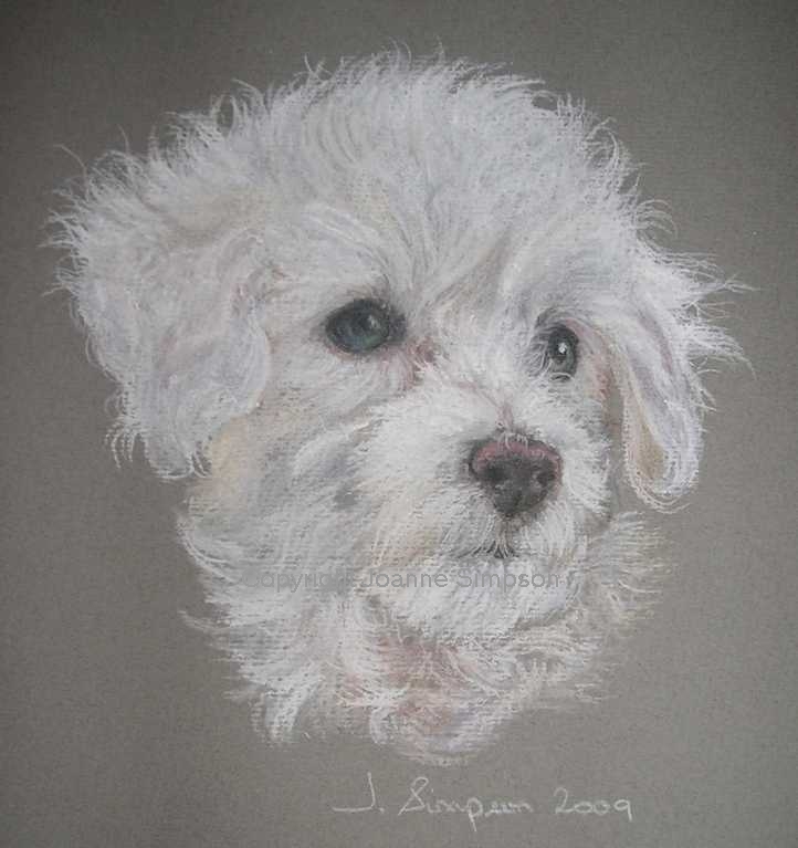 Bichon Friese portrait by Joanne Simpson